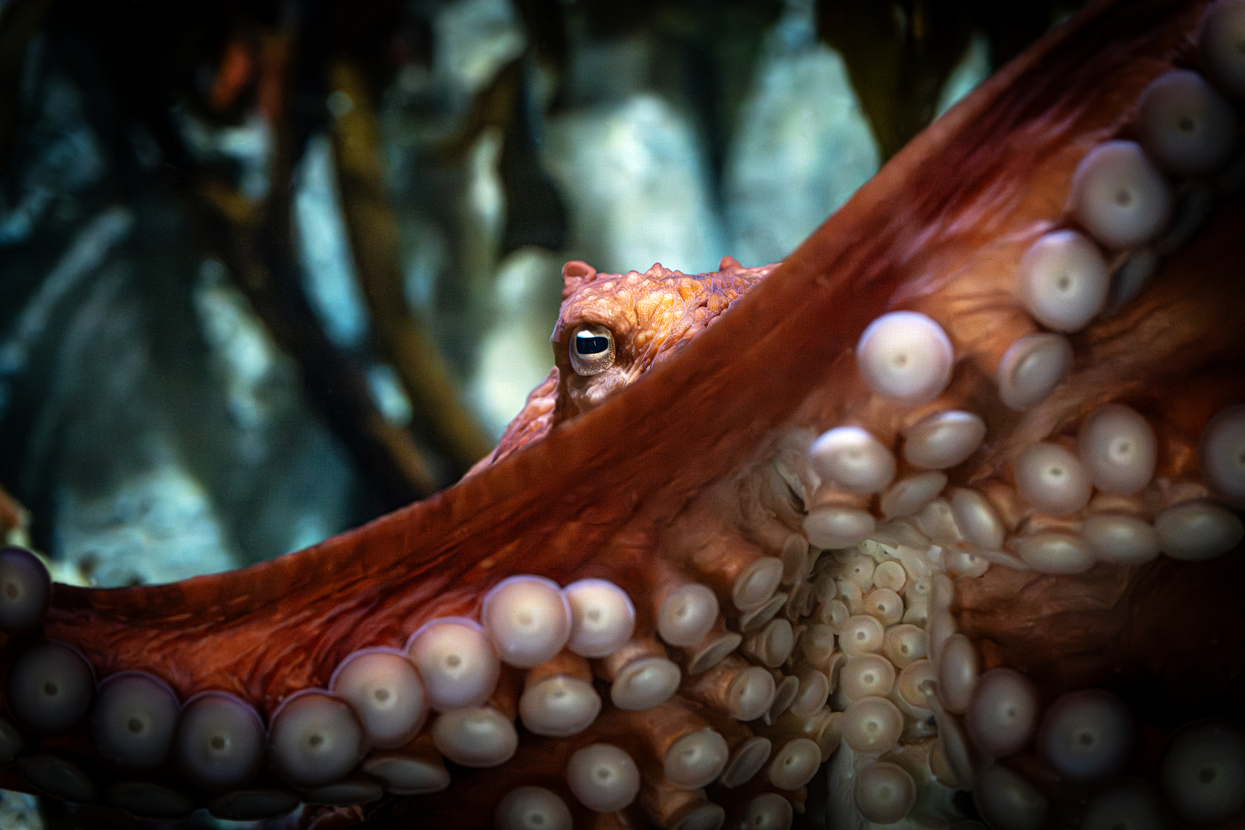 Monterey Bay Aquarium