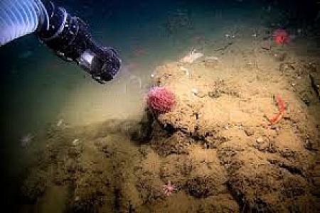Into the Deep: Exploring Our Undiscovered Ocean @ Monterey Bay Aquarium