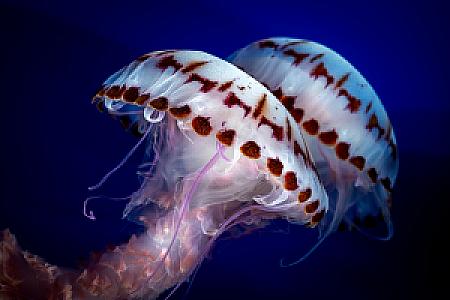 Into the Deep: Exploring Our Undiscovered Ocean @ Monterey Bay Aquarium