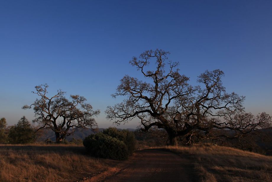 Henry W. Coe State Park - Morgan Hill