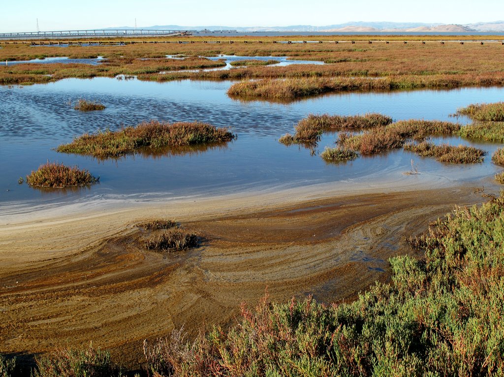 Palo Alto Baylands Nature Preserve