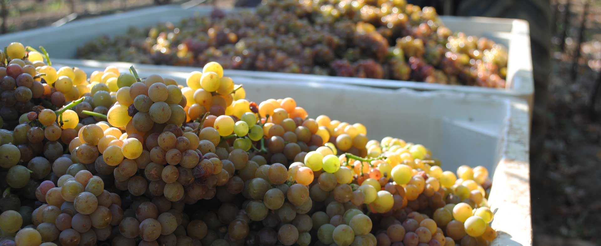 Martin Ray Winery