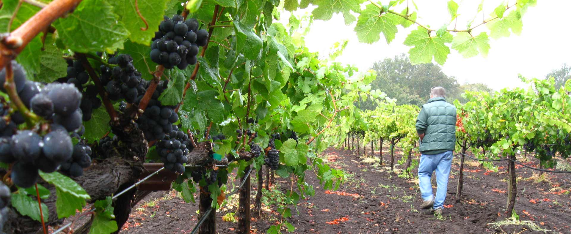 Martin Ray Winery