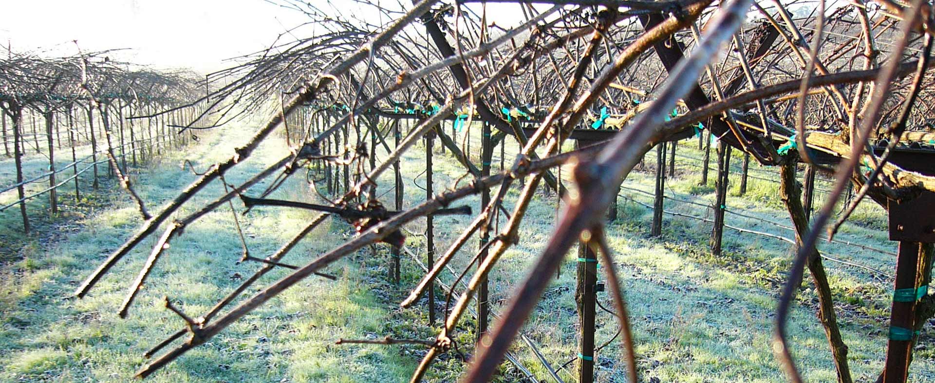 Martin Ray Winery