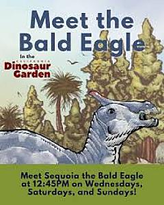 Meet the Bald Eagle