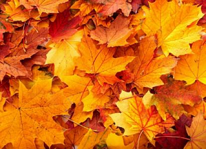 Silicon Valley Fall Events