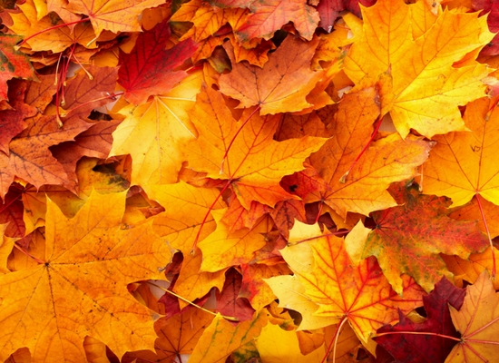Silicon Valley Fall Events