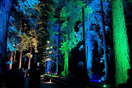 Sequoia Lights @ Roaring Camp Railroads