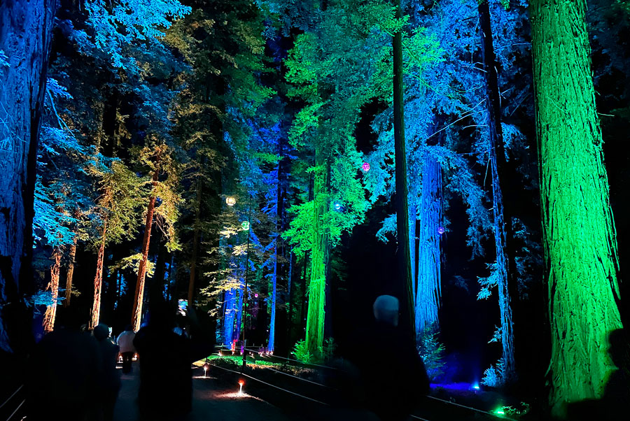Sequoia Lights @ Roaring Camp Railroads