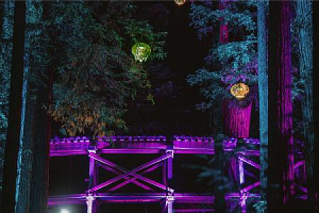 Sequoias At Night @ Roaring Camp Railroads