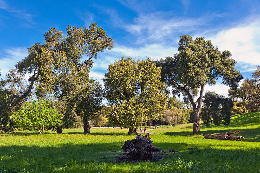Rancho San Antonio Preserve - Los Altos