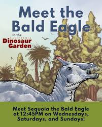 Meet the Bald Eagle
