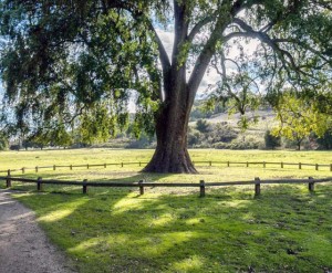 Rancho San Antonio Los Altos Large Tree